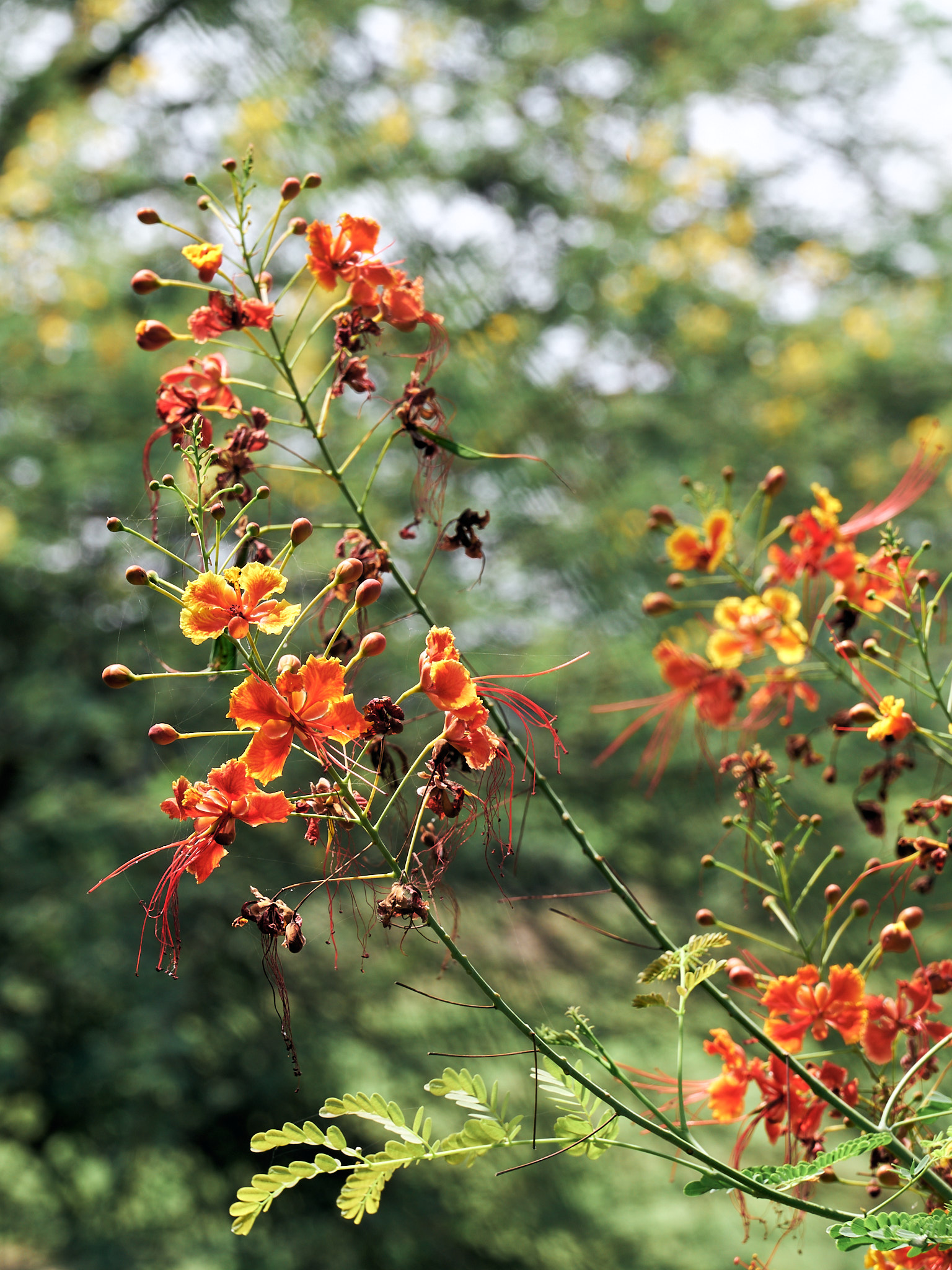 Gulmohar