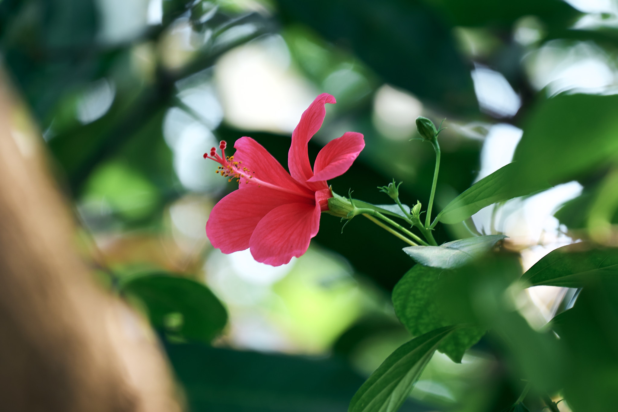 Shoe Flower