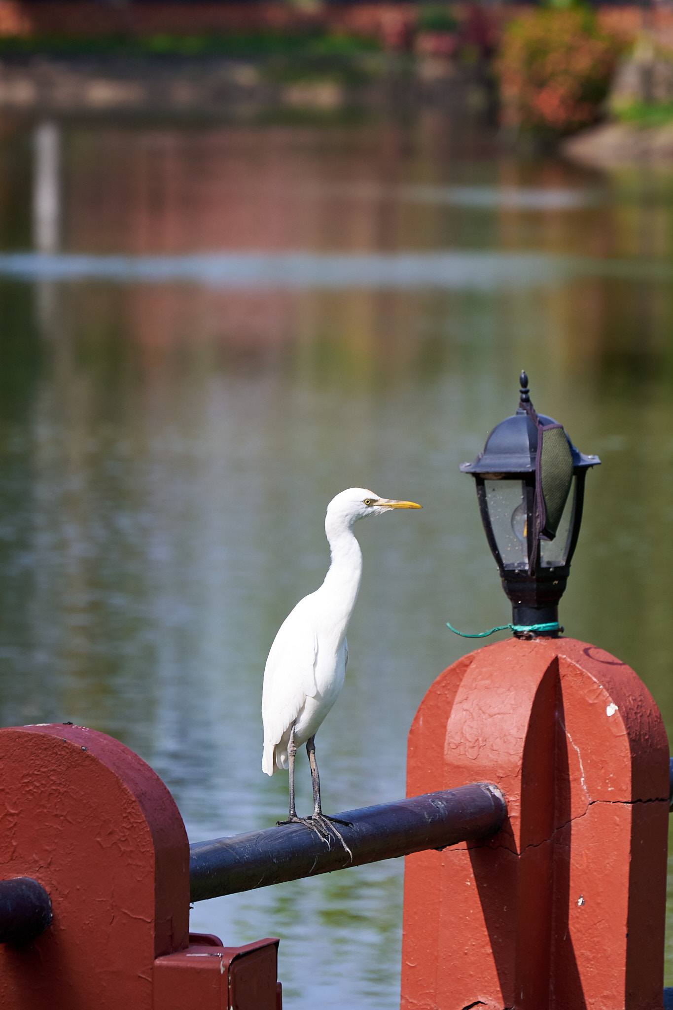 Great Egret