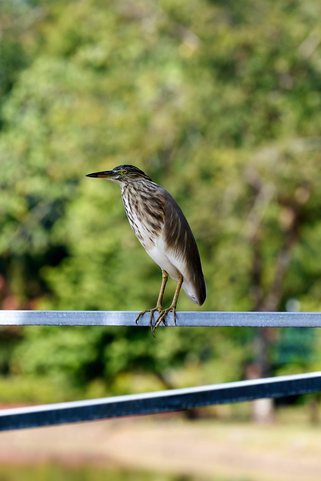 Indian Pond Heron