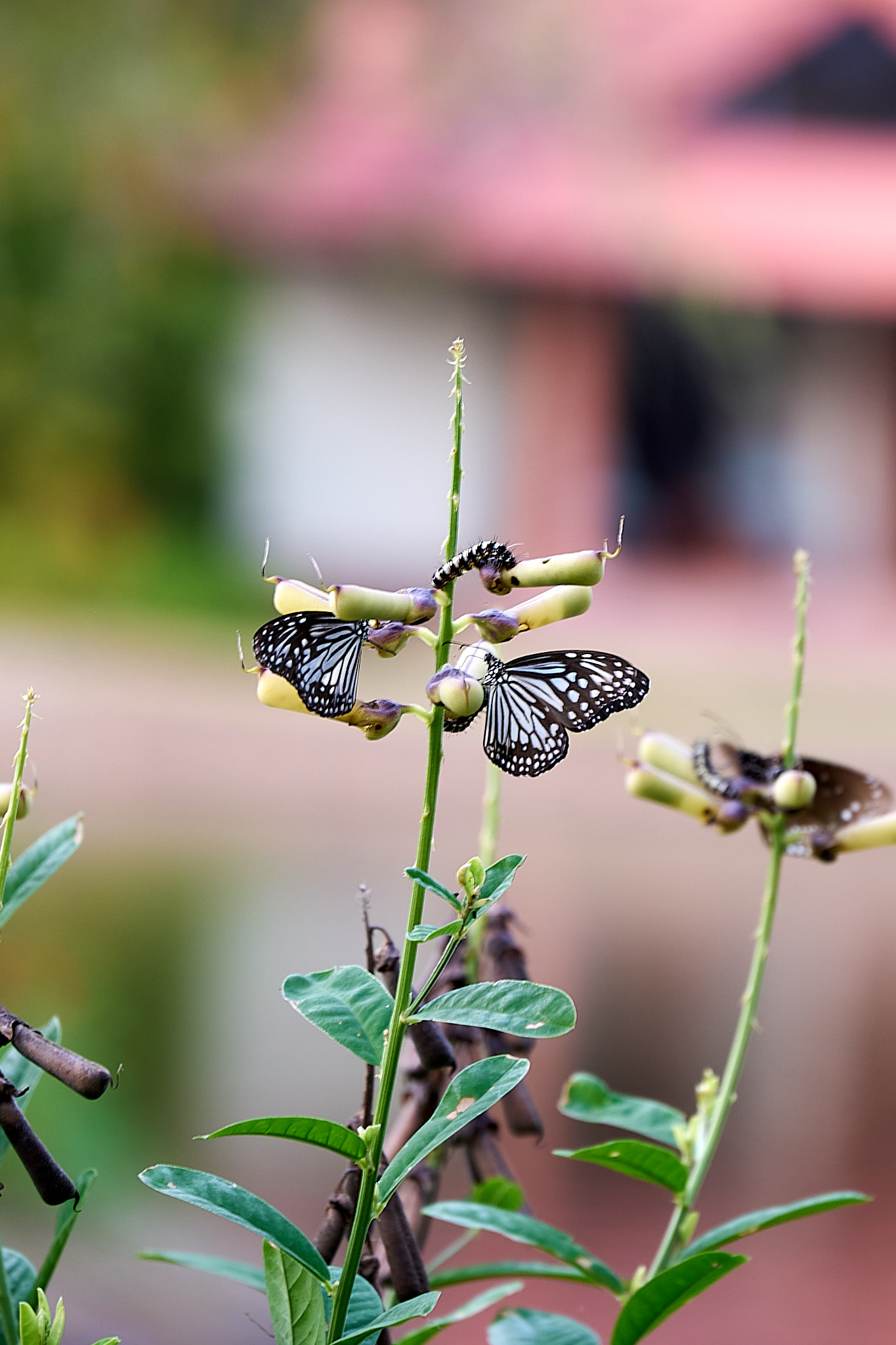 Butterflies and Caterpillars