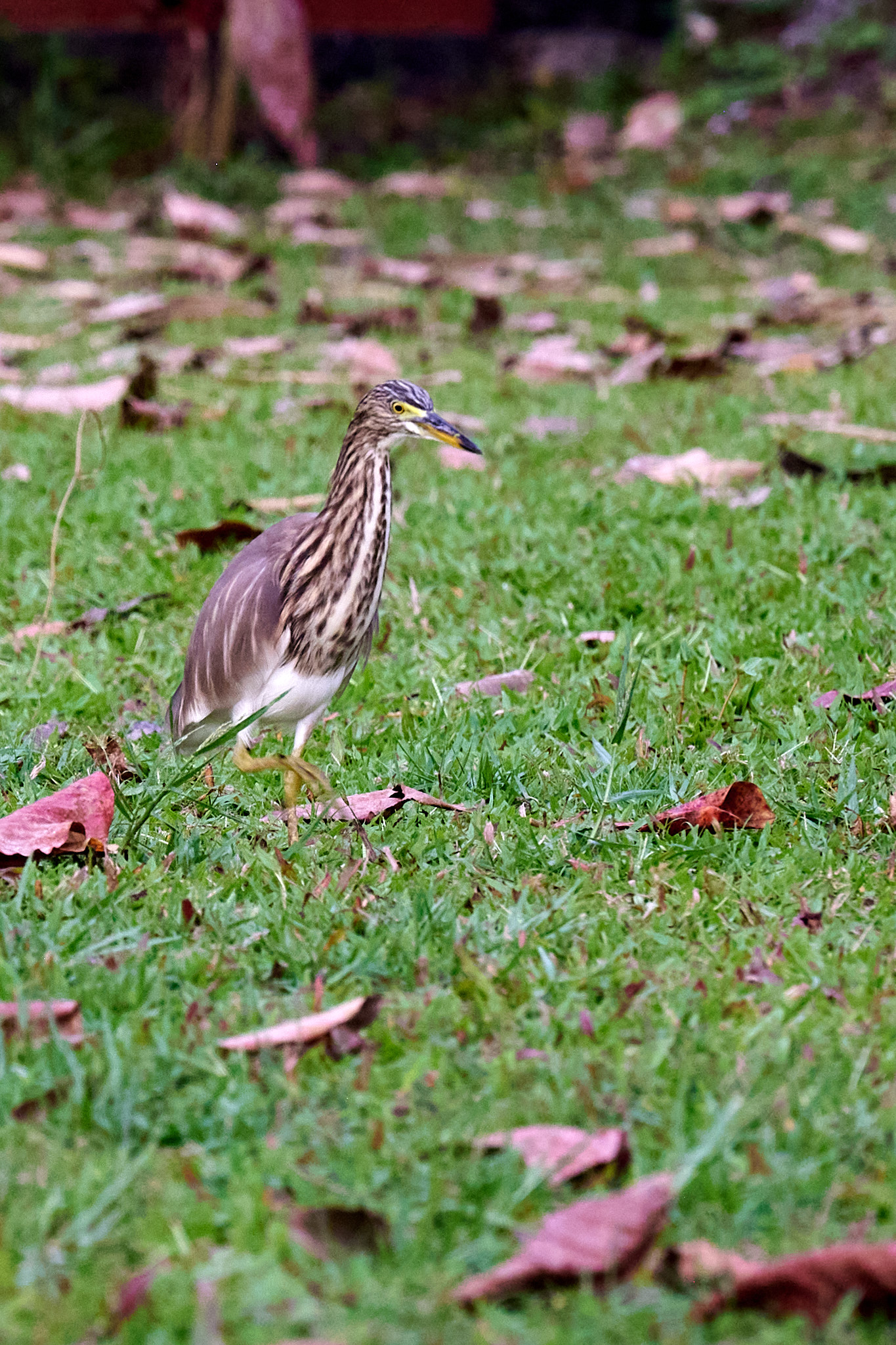 A Heron on a Walk