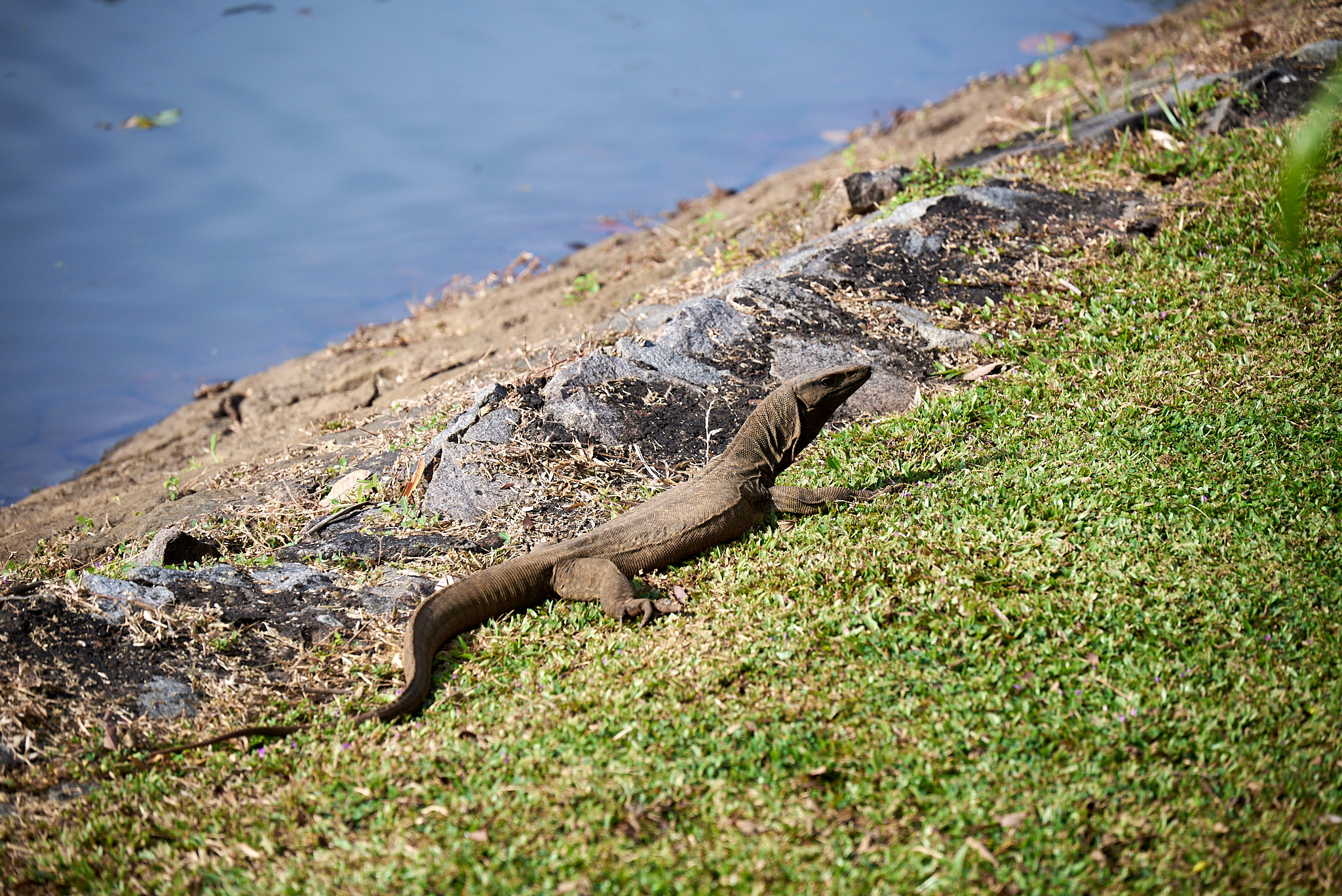 A Monitor Lizard basks in the morning sun